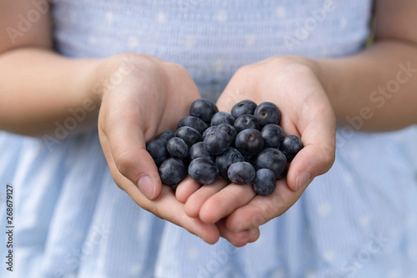 Obraz blueberries / heidelbeeren