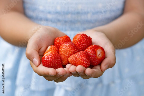 Fototapeta Erdbeerenzeit / strawberry season