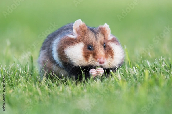Fototapeta Feldhamster