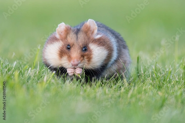 Obraz Feldhamster