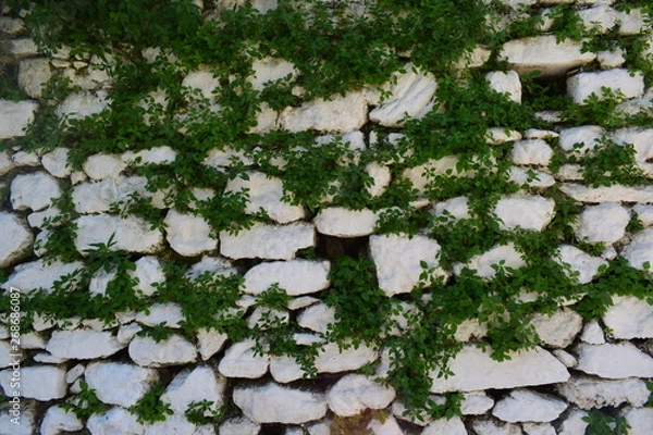 Fototapeta pattern, kamienie, bluszcz