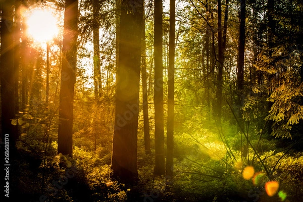 Obraz autumn in the forest