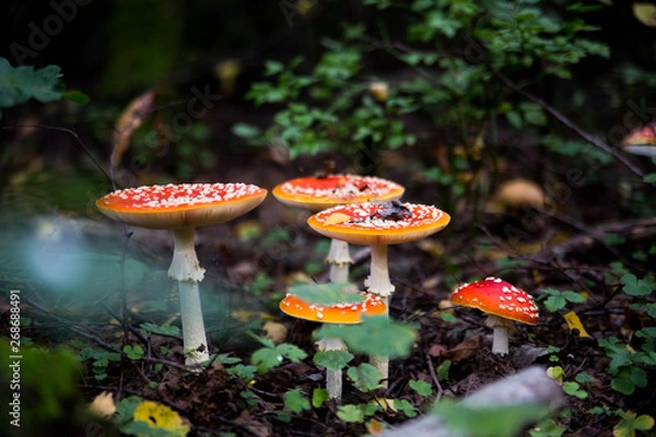Fototapeta fly agaric mushroom