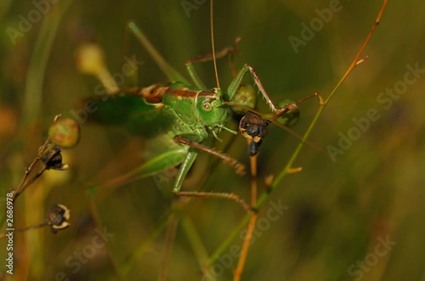 Obraz heuschrecke 2