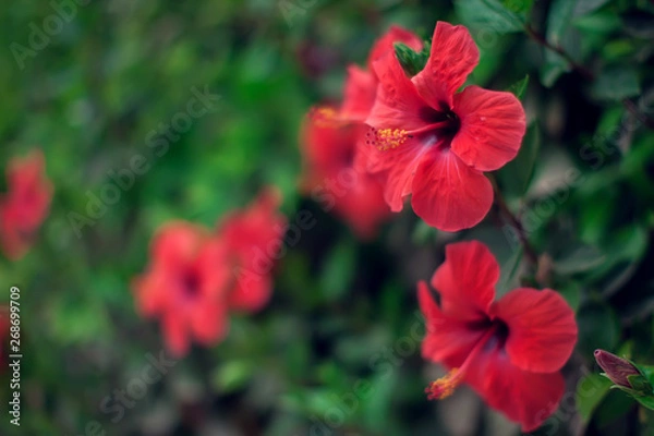 Obraz Red hibiscus(karkade) plant in the garden