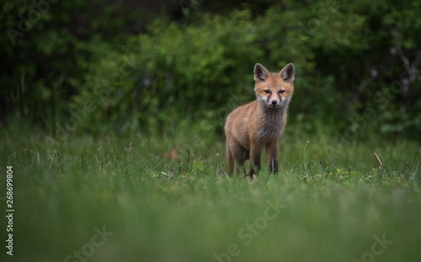 Fototapeta Cute adorable baby red fox in open field