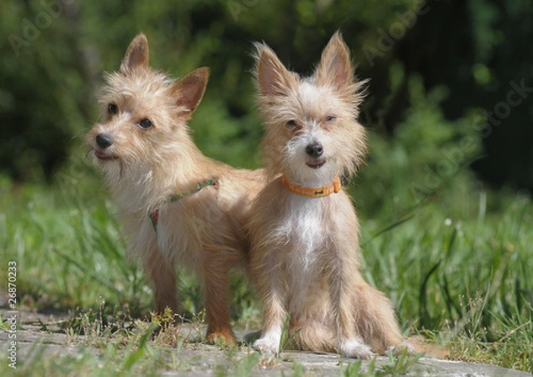 Obraz PODENGO PORTOGHESE