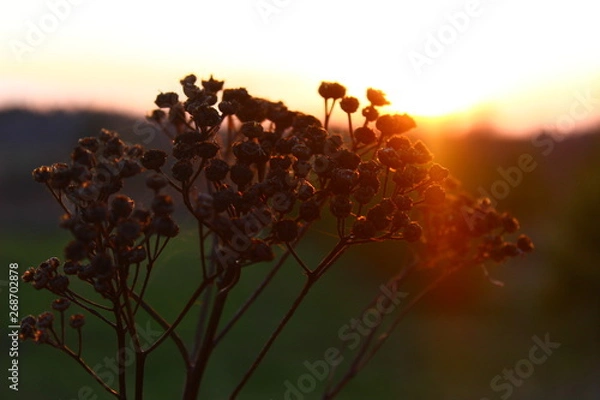 Obraz sunset in desert