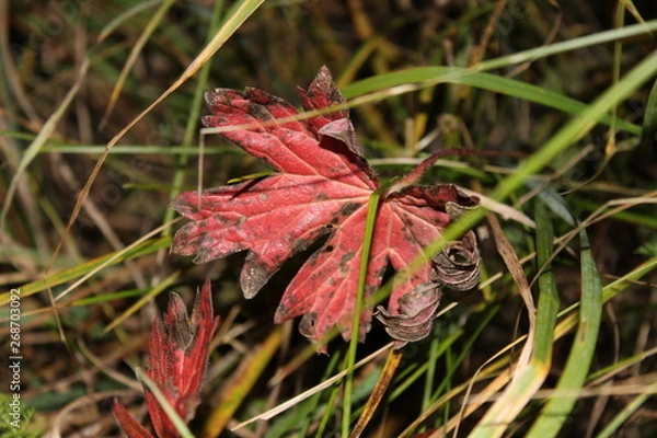 Obraz red leaf in green grass