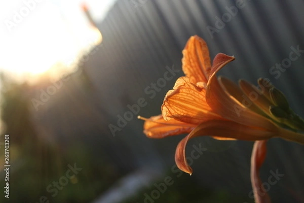 Obraz orange flower