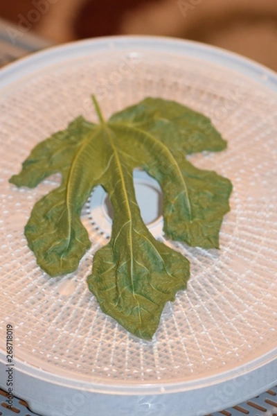 Obraz Dehydrated Fig Tree Leaves for Tea