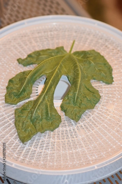 Obraz Dehydrated Fig Tree Leaves for Tea