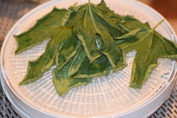 Obraz Dehydrated Fig Tree Leaves for Tea