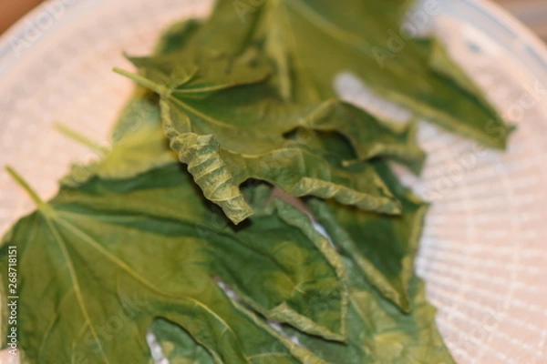 Obraz Dehydrated Fig Tree Leaves for Tea