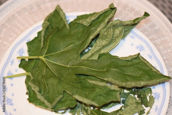 Obraz Dehydrated Fig Tree Leaves for Tea