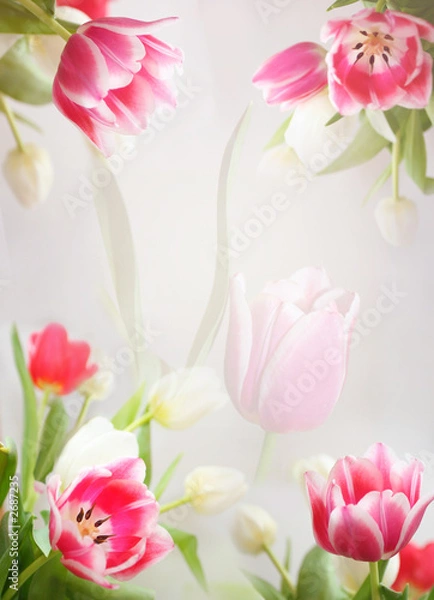 Obraz tulip's vertical background