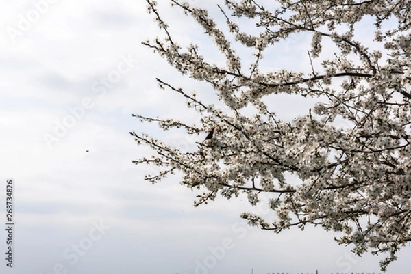 Obraz Baum Weiß Seite