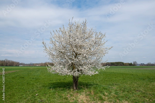 Obraz Baum in Blüte Weiß