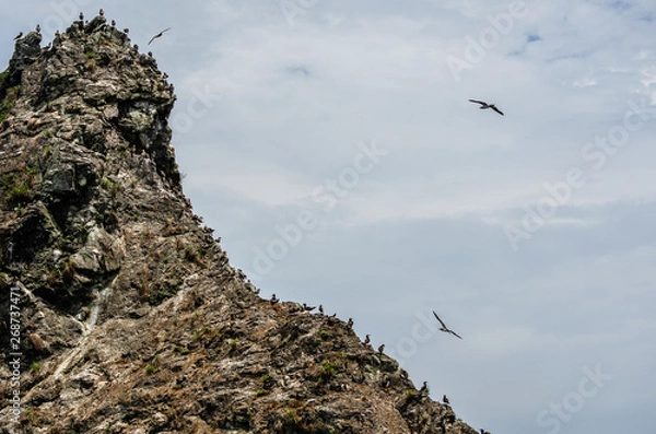 Fototapeta aves en roca