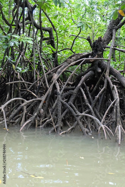 Obraz mangrove trees