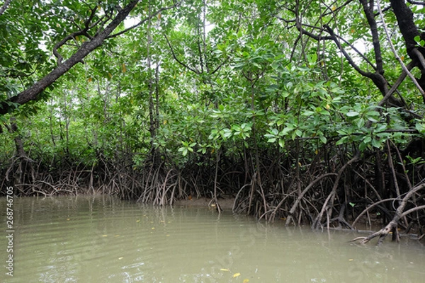 Obraz mangrove trees