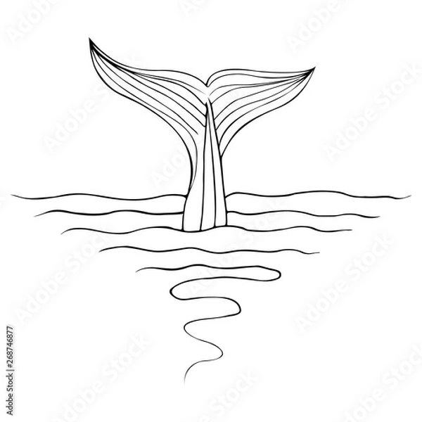 Fototapeta Abstract hand drawn whale tail isolated on white background. Vector illustration. Line art. Sketch