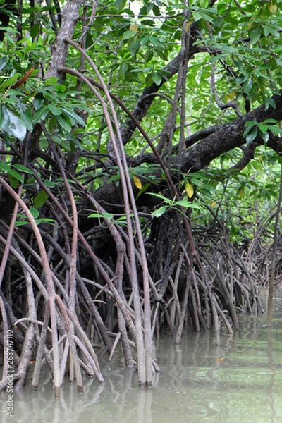 Obraz mangrove trees