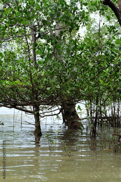 Obraz mangrove trees