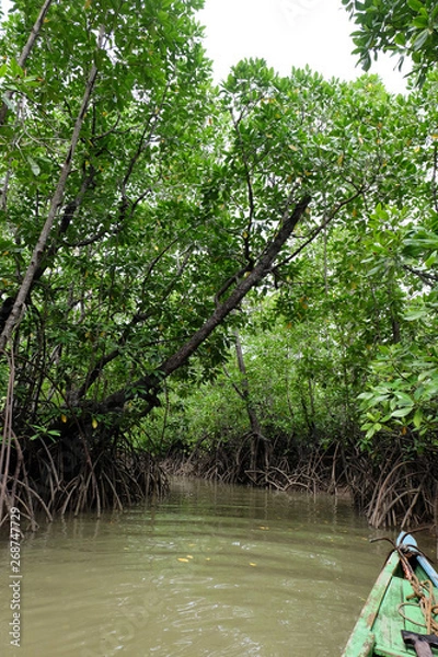 Obraz mangrove trees