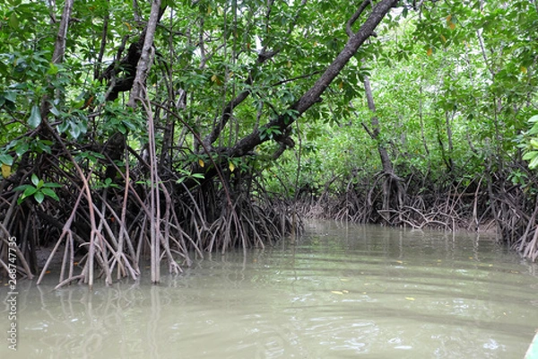 Obraz mangrove trees