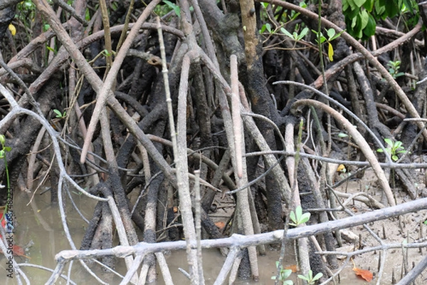 Obraz mangrove trees