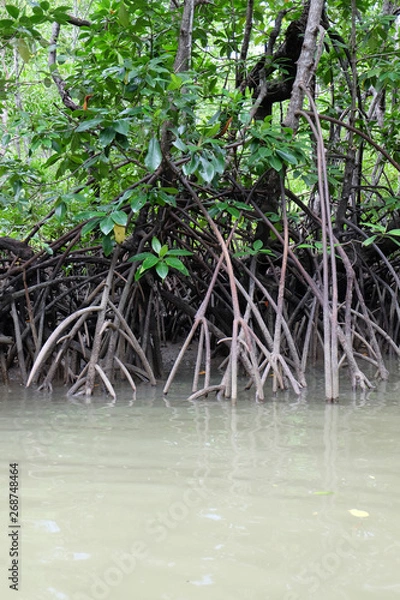 Obraz mangrove trees