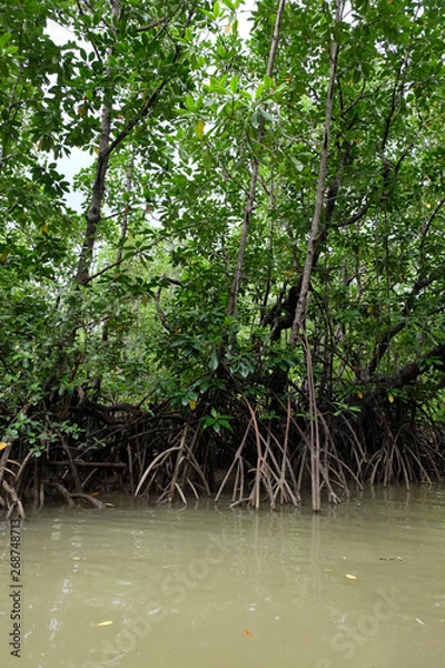 Obraz mangrove trees
