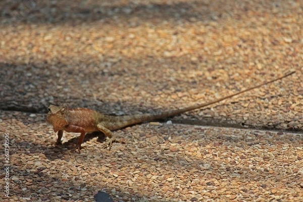 Fototapeta Chameleon,  it is the reptiles that has small-sized,  can run fast,  see it general in THAILAND.  