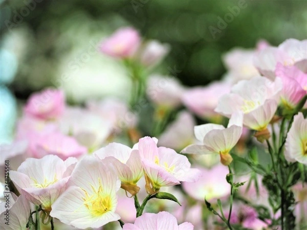 Fototapeta ヒルザキツキミソウ　春の花　月見草