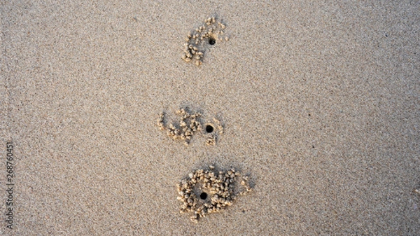 Fototapeta crab's hole