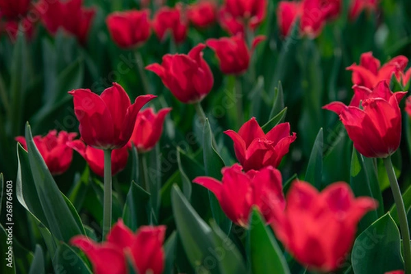 Obraz Many bright red tulips in the Park on a Sunny day