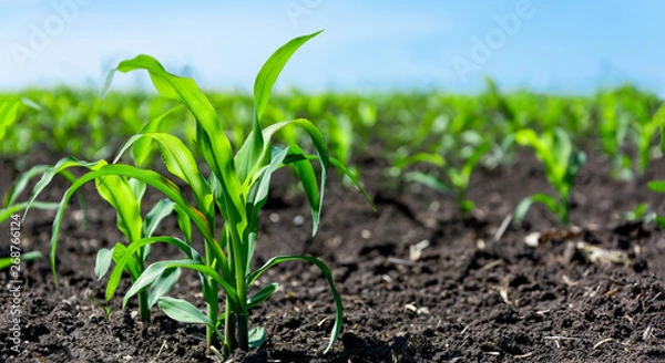 Obraz Closeup of green corn sprouts planted in neat rows against a blue sky. Copy space, space for text. Agriculture. Ukraine