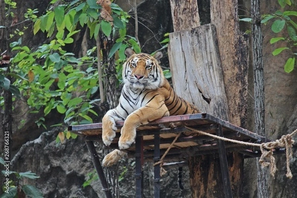 Fototapeta Animal,  it is a tiger that be fierce creatures,  see it at KHON KAEN park in THAILAND.  