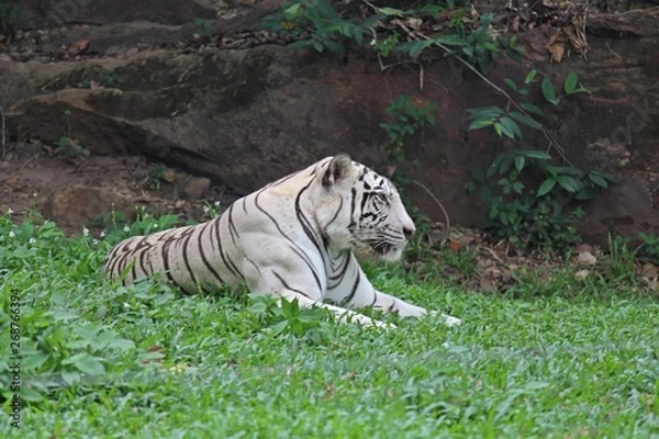Fototapeta Animal,  it is a white tiger that be fierce creatures,  see it at KHON KAEN park in THAILAND.  