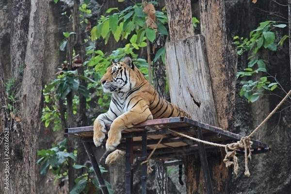Fototapeta Animal,  it is a tiger that be fierce creatures,  see it at KHON KAEN park in THAILAND.  