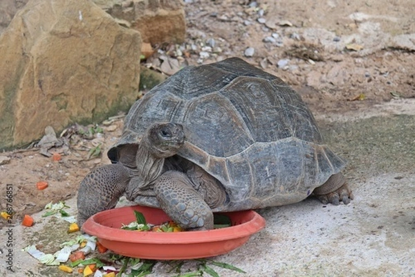 Fototapeta Animal,  it is tortoise,  be animal that have a carapace,  see it at KHON KAEN zoo in KHON KAEN province THAILAND.
