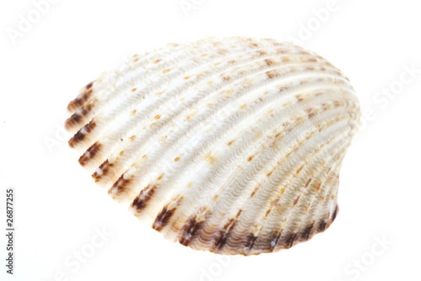 Obraz sea shell isolated