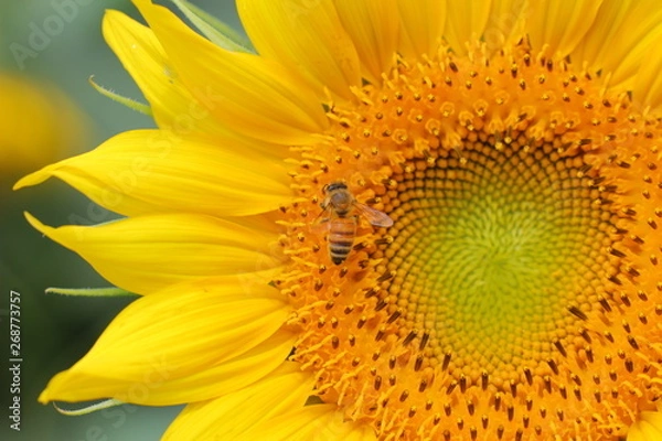 Obraz ひまわりとミツバチ