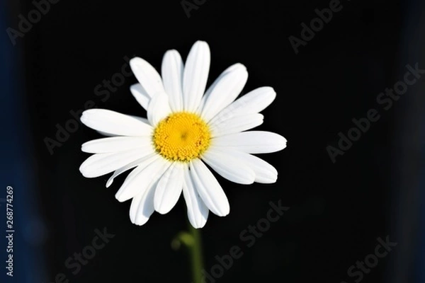 Fototapeta daisy on black background