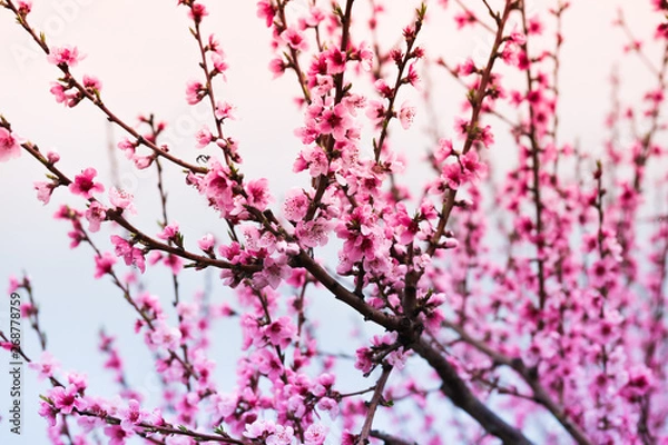 Fototapeta Pink peach flowers begin blooming in the garden. Beautiful flowering branch of peach on blurred garden background. Close-up, spring theme of nature. Selective focus