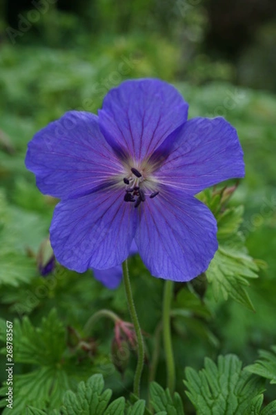 Fototapeta Geranium himalayense, blue Cranesbill