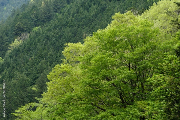 Fototapeta 新緑の阿寺渓谷の森
