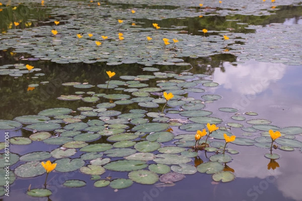 Fototapeta アサザ