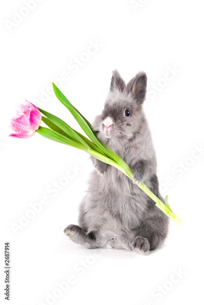 Obraz bunny holding a tulip